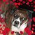 Shawna Shepard's profile image