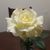 Jesus Raul Lopez's profile image