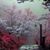 Sherri Quam's profile image