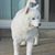 Bobbi Webb's profile image