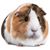 Scott Austill's profile image