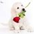 Caren Campos's profile image