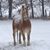 Lisa Wentzel LaRoe's profile image
