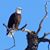 Randy Blewer's profile image