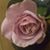 Kim Swingle House's profile image