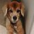 Lisa Tennant Warnick's profile image
