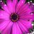 Kathy Akers's profile image