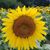 Terri Bartlett's profile image