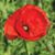 Carilyn Keck Morse's profile image