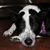 Diane Shedlock's profile image