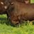 Rolling Hills Ranch's profile image