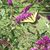 Lisa Webb Nero's profile image