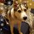 Carrie Knudsen's profile image