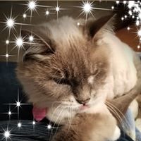 Julene Mathews's profile image