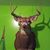 Ron Bonvicino's profile image