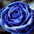 Robin Rose's profile image