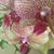 Daphne Chiang's profile image