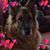 Alyssa Voss Wood's profile image