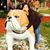 Amy Oglesby Jones's profile image