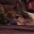 Shermelle Schaffer's profile image