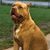Bo Boler's profile image