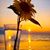 Sharon Scott's profile image