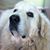 Sharon Loetz's profile image