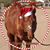 Ginny Gordon's profile image