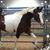 Tisha Dillard's profile image