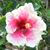 Karen Davignon's profile image
