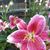 Christine Evison's profile image