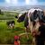 Daniel O Rourke's profile image