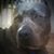 Brandy Ward's profile image
