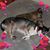 LoriAnn Shisk's profile image