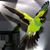Lynda Shaulis's profile image