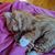 Sondra Craig's profile image