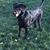 Lauren Rogerson's profile image