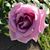 Lisa Accuardi's profile image