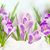 Rosemary Apprich's profile image