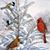 Bonnie Crowner's profile image