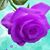 Victor Pham's profile image