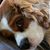 Amanda Alvis's profile image