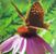 Gwenda Thomas's profile image
