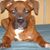 Armando Acosta's profile image