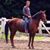 Phil le Cavalier's profile image