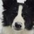 Terri Piecara's profile image