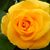 Rose Smith's profile image