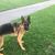 Dotty Grifone's profile image