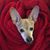 Rick Serafini's profile image