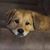 Donna Volovski Gomme's profile image